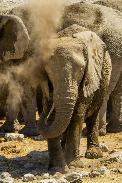 Namibia Park Narodowy Etosha Słoń — Zdjęcie stockowe
