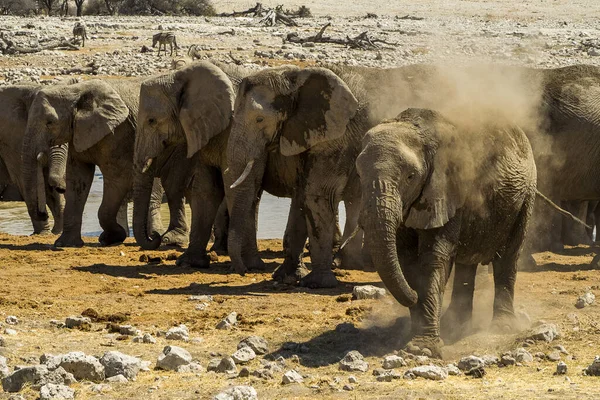 Namibia Etoshas Nationalpark Elefant — Stockfoto