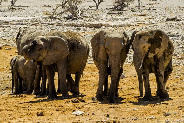 Namibia Parco Nazionale Etosha Elefante — Foto Stock