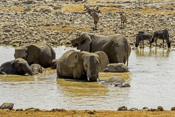 Namibia Parque Nacional Etosha Elefante —  Fotos de Stock