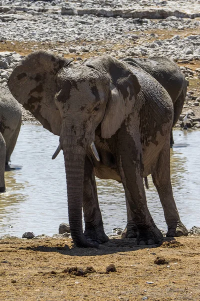 Namibia Etosha National Park Elephant — Stock Photo, Image