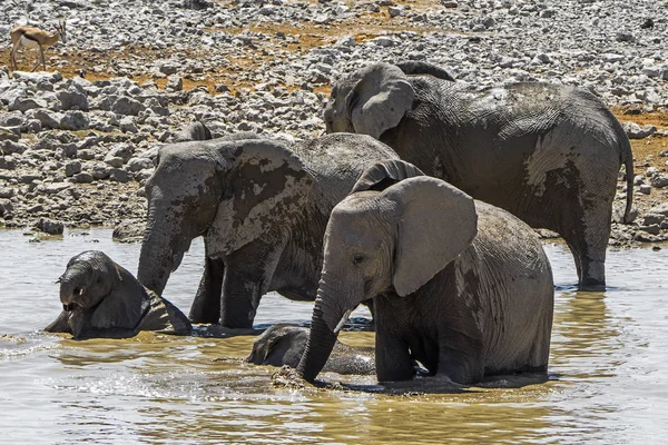 Namíbia Parque Nacional Etosha Elefante — Fotografia de Stock