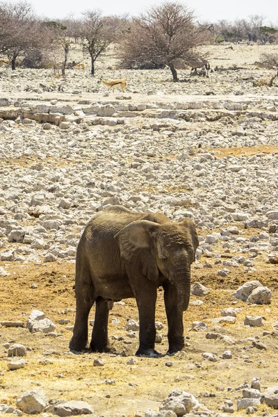 Namibia Etosha Nationalpark Elefant — Stockfoto