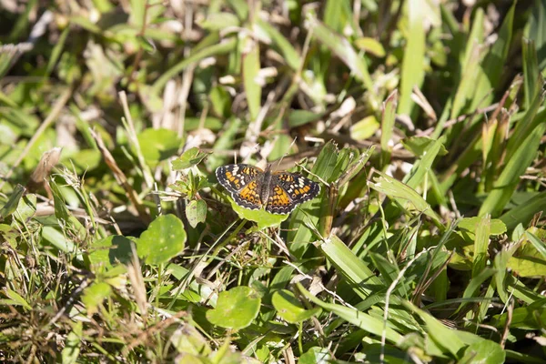 Feche Uma Borboleta Crescente Uma Grama Redução Fresca — Fotografia de Stock