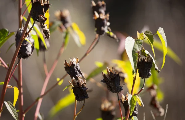 Flores Morrendo Crescendo Entre Folhas Verdes Durante Temporada Outono — Fotografia de Stock