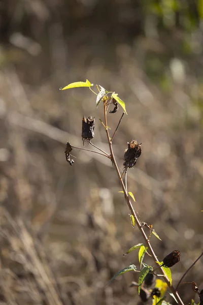 Florece Moribunda Una Vid Con Hojas Verdes Durante Temporada Otoño — Foto de Stock