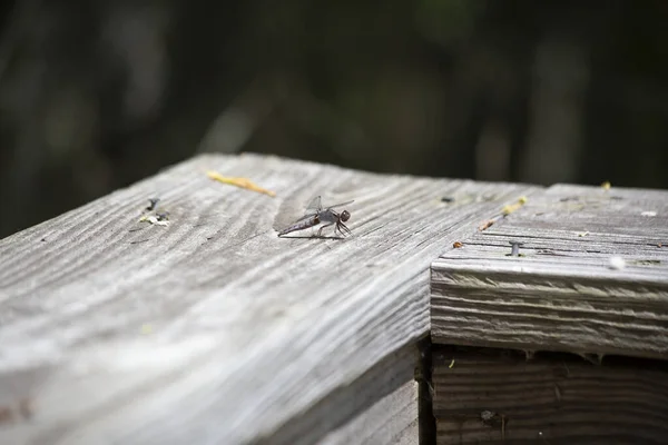 Nahaufnahme Einer Libelle Die Auf Einem Holzgeländer Läuft — Stockfoto