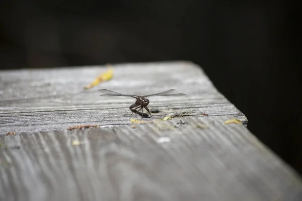 Närbild Trollslända Promenader Träskena — Stockfoto