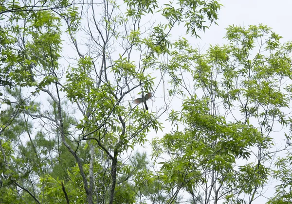나무가지에 준비를 동부물새 — 스톡 사진