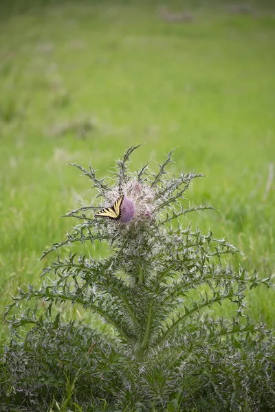 Eastern tiger swallowtail butterfly on a thistle weed