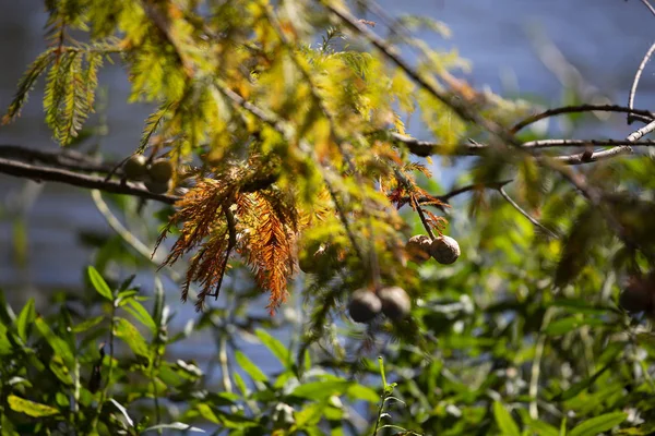 Κοντινό Πλάνο Του Κυπαρισσιού Φύλλα Που Αλλάζουν Φθινόπωρο Σεζόν — Φωτογραφία Αρχείου