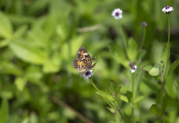 美しい野生の花の上に腰掛けて Phaon 三日月蝶 Phyciodes Phaon — ストック写真