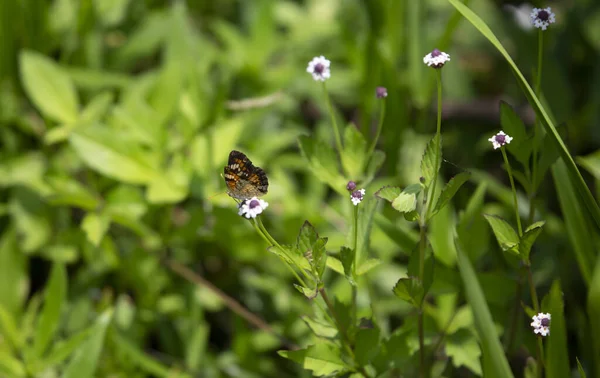 美しい野生の花の上に腰掛けて Phaon 三日月蝶 Phyciodes Phaon — ストック写真