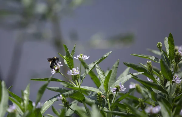 Comune Calabrone Orientale Atterraggio Grazioso Viola Wildflower — Foto Stock