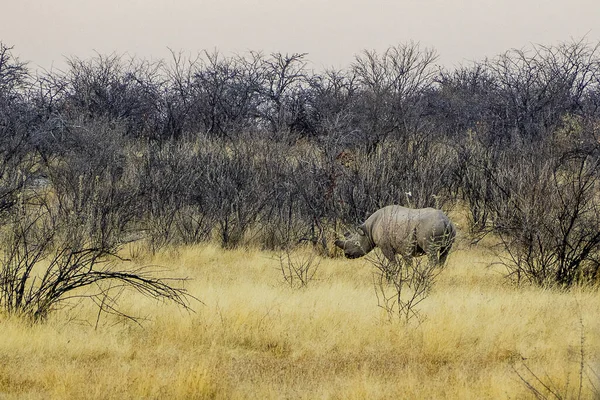纳米比亚 埃托沙国家公园 白犀牛 — 图库照片