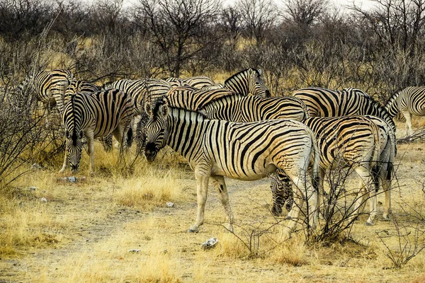 Namibie Národní Park Etosha Mountain Zebra — Stock fotografie