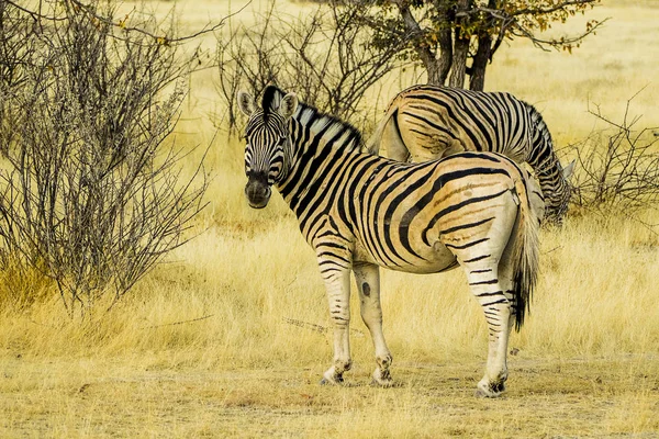 Namibia Parcul Național Etosha Zebra Muntelui — Fotografie, imagine de stoc
