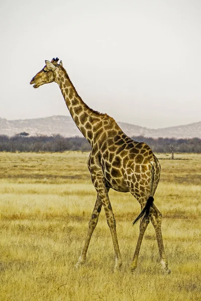 Namibia Parco Nazionale Etosha Giraffa — Foto Stock