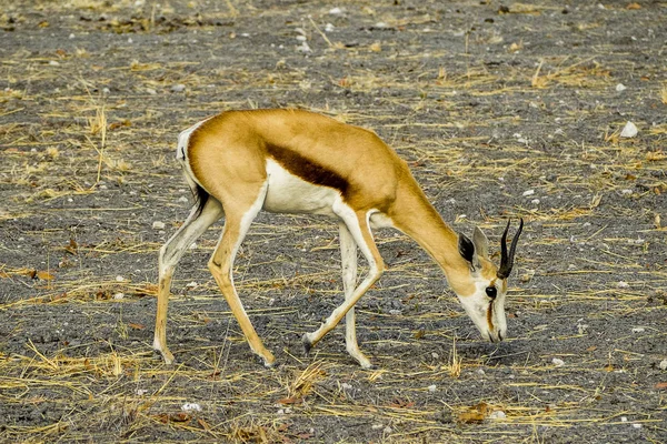Namíbia Etosha Nemzeti Park Springbok — Stock Fotó