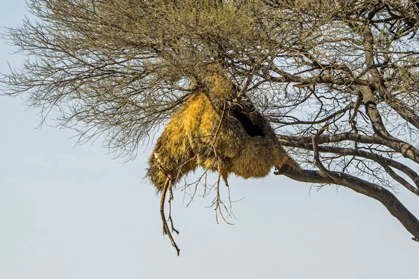 Namibia Parque Nacional Etosha Vivienda Aves Weaver — Foto de Stock