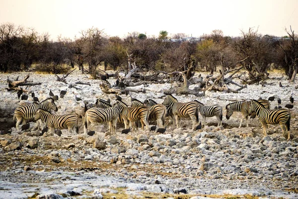 Namibia Parco Nazionale Etosha Mountain Zebra — Foto Stock