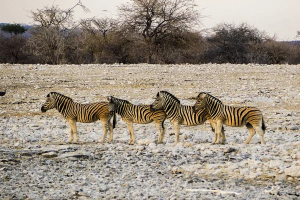 Namíbia Parque Nacional Etosha Montanha Zebra — Fotografia de Stock