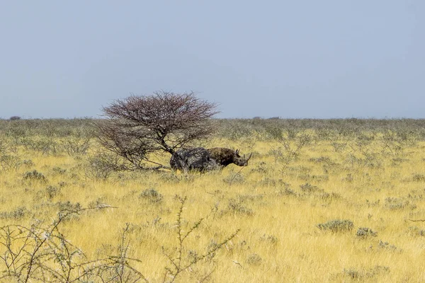 Национальный Парк Этоша Белый Носорог — стоковое фото