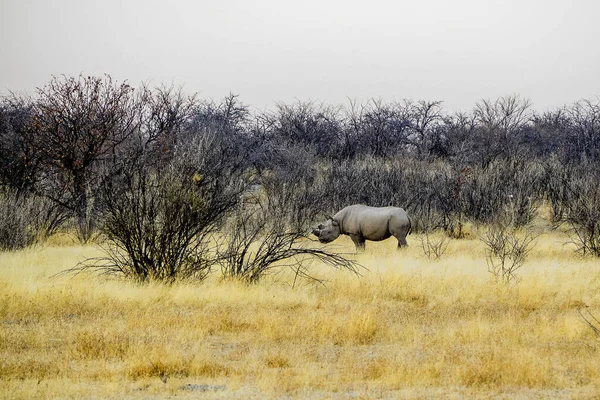 Namibie Etosha National Parkb White Rhinoceros — Photo