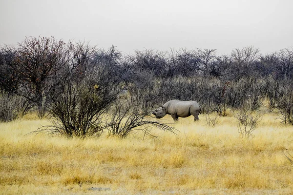 Namíbia Parque Nacional Etosha Rinocerontes Brancos — Fotografia de Stock