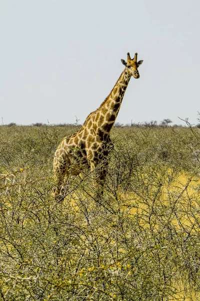 Namibia Parcul Național Etosha Giraffe — Fotografie, imagine de stoc