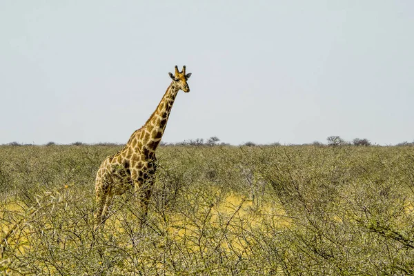 Girafă Maro Înalt Animal Floră Faună Natură — Fotografie, imagine de stoc