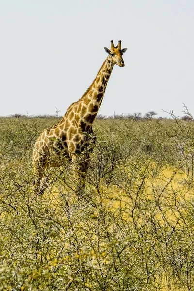 Namibia Park Narodowy Etosha Żyrafa — Zdjęcie stockowe