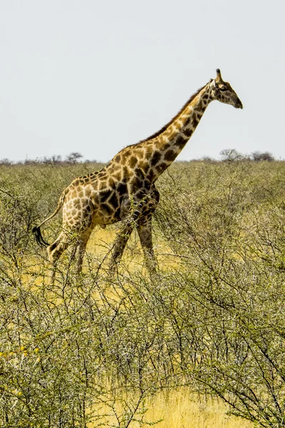 Namíbia Parque Nacional Etosha Girafa — Fotografia de Stock