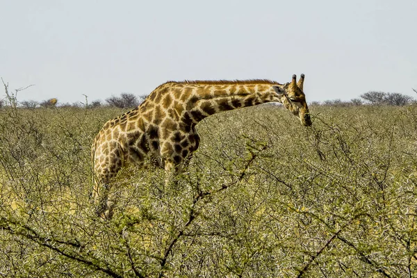 Namibia Etoshas Nationalpark Giraffen — Stockfoto