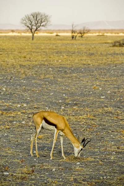 Namíbia Parque Nacional Etosha Springbok — Fotografia de Stock