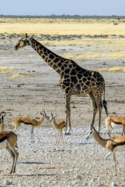 Namibia Etosha National Park Giraffe — Stock Photo, Image