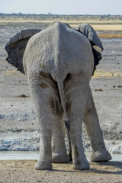 Namibia Etosha Nationalpark Elefant — Stockfoto