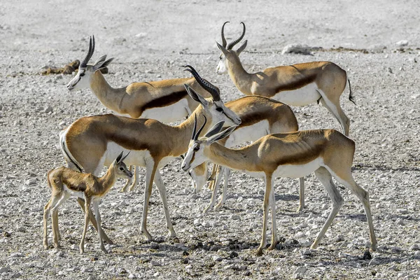 Namibia Parco Nazionale Etosha Springbok — Foto Stock