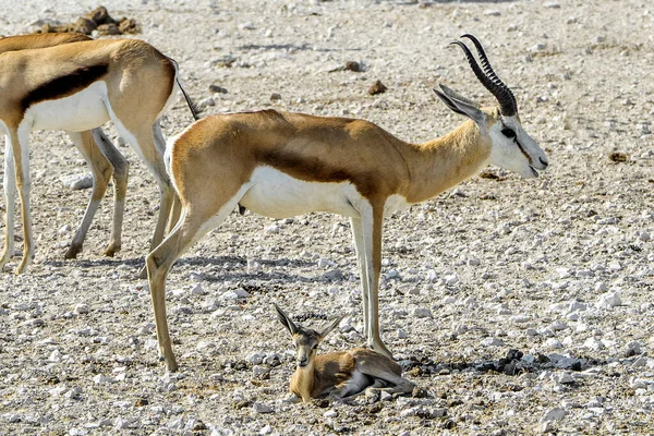 Namibie Národní Park Etosha Springbok — Stock fotografie