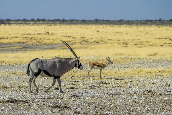 纳米比亚 埃托沙国家公园 东方羚羊 — 图库照片