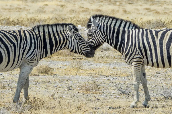 Namibia Parcul Național Etosha Zebra Muntelui — Fotografie, imagine de stoc