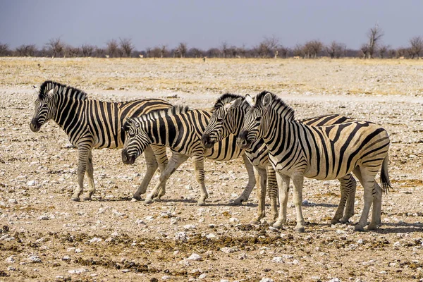 Namibya Etosha Ulusal Parkı Zebra Dağı — Stok fotoğraf