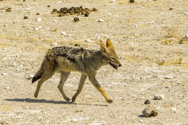 Namibia Etosha Nationalpark Blackbacked Schakal — Stockfoto