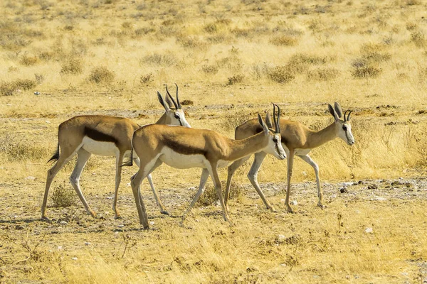 Namibia Parque Nacional Etosha Springbok — Foto de Stock