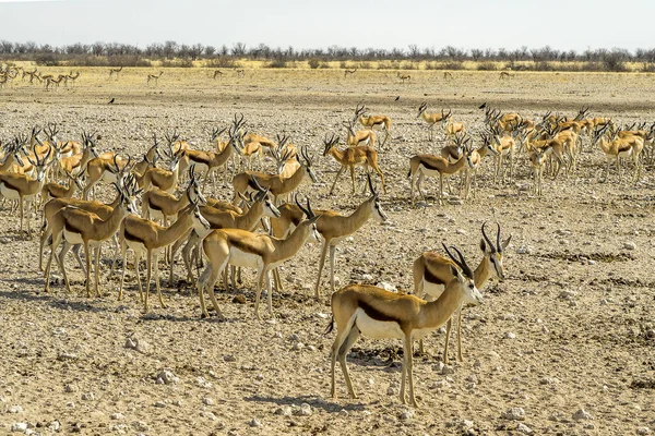 Namíbia Parque Nacional Etosha Springbok — Fotografia de Stock