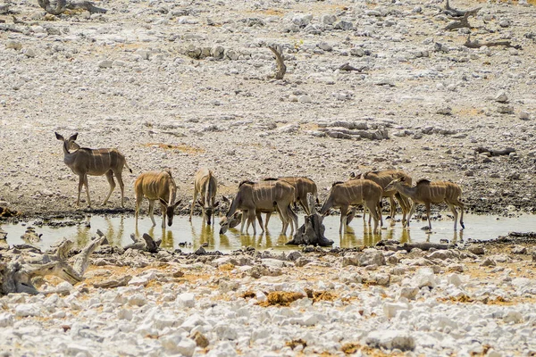 Namibia Parque Nacional Etosha Kudu —  Fotos de Stock