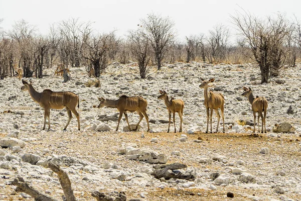 Namíbia Parque Nacional Etosha Kudu — Fotografia de Stock