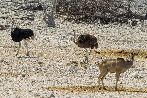 Namibië Nationaal Park Etosha Struisvogel — Stockfoto