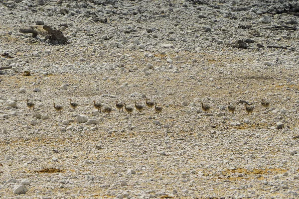 Namibia Park Narodowy Etosha Struś — Zdjęcie stockowe