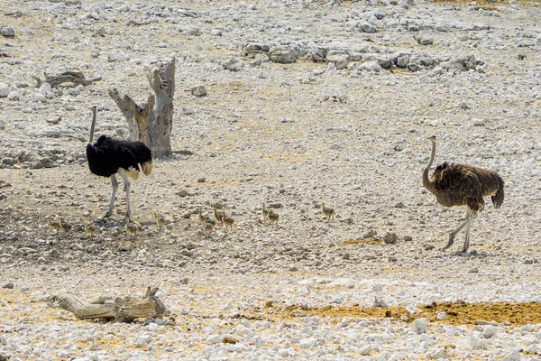 Ναμίμπια Εθνικό Πάρκο Etosha Ostrich — Φωτογραφία Αρχείου